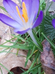 Crocus tommasinianus