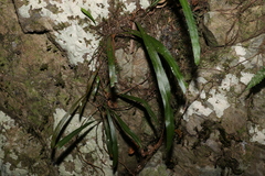 Asplenium attenuatum