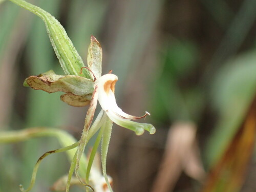 Image of Habenaria schimperiana by (c) Mahomed Desai, some rights reserved (CC BY)