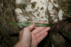 Asplenium attenuatum