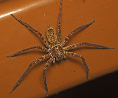 Heteropoda