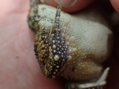 Sclerophrys pusilla