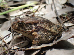 Sclerophrys pusilla