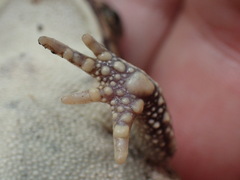 Sclerophrys pusilla