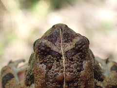 Sclerophrys pusilla