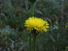 Crepis pontana