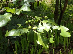 Afrocanthium lactescens