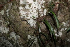 Asplenium attenuatum