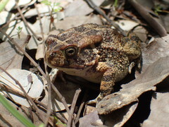 Sclerophrys pusilla