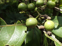 Afrocanthium lactescens