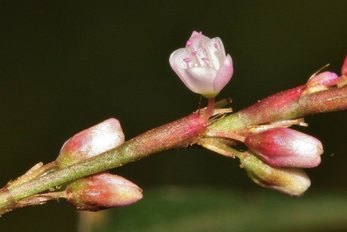 Persicaria image