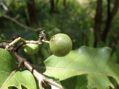 Afrocanthium lactescens
