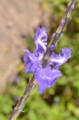 Stachytarpheta urticifolia