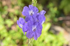Stachytarpheta urticifolia