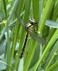 Nihonogomphus viridis