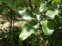 Afrocanthium lactescens