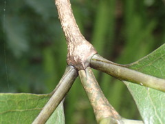 Afrocanthium lactescens