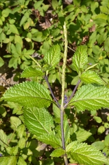 Stachytarpheta urticifolia