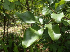 Afrocanthium lactescens