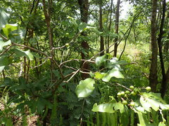 Afrocanthium lactescens