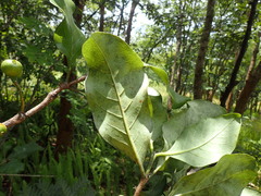 Afrocanthium lactescens
