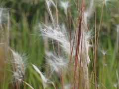 Andropogon eucomus