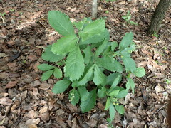 Rotheca myricoides