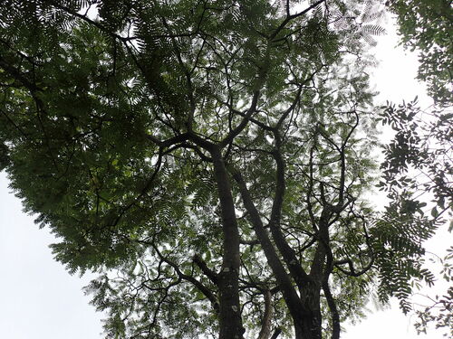Brachystegia boehmii, photograph 4