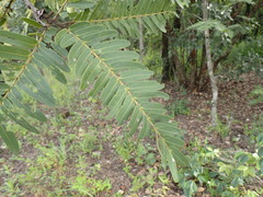 (c) Mahomed Desai, some rights reserved (CC BY) Brachystegia boehmii, photograph (c) Mahomed Desai, some rights reserved (CC BY)