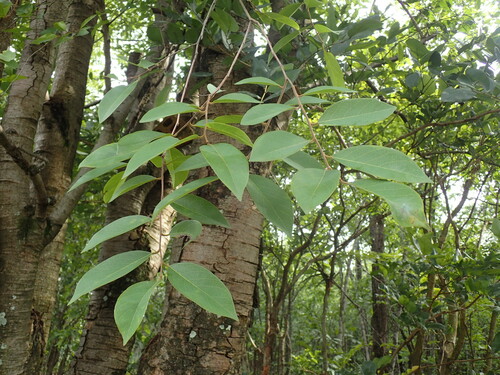 Image of Pseudolachnostylis maprouneifolia by (c) Mahomed Desai, some rights reserved (CC BY)