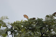 Brachystegia boehmii, photograph (c) Mahomed Desai, some rights reserved (CC BY)