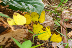 Eurema simulatrix