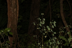 Homalanthus stillingiifolius