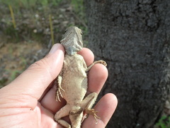 Agama armata