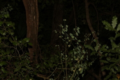 Homalanthus stillingiifolius