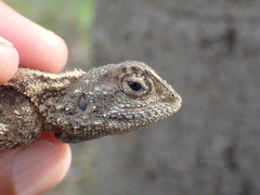 Agama armata