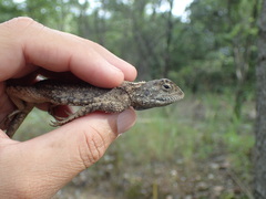 Agama armata