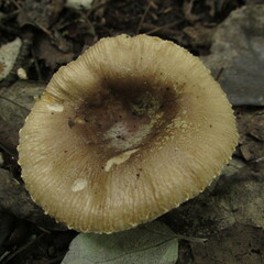 Russula sororia