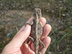 Agama armata