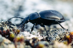 Carabus glabratus