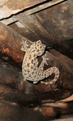 Hemidactylus murrayi