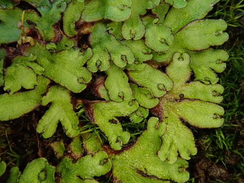 Asterella africana image