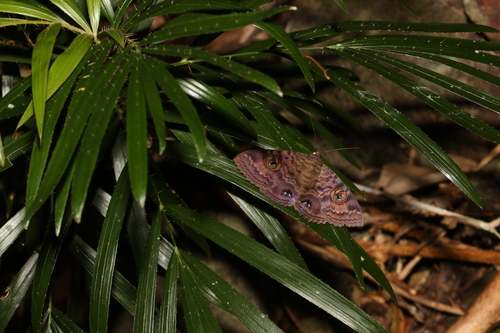 Granny's Cloak Moth photo 5