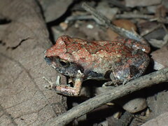 Arthroleptis stenodactylus