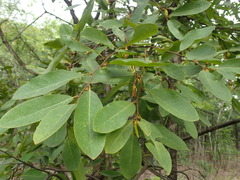 Xylopia odoratissima