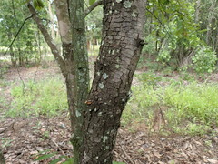 Xylopia odoratissima