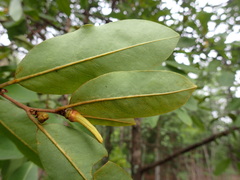 Xylopia odoratissima