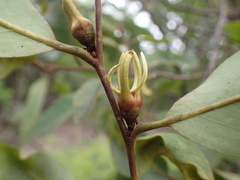 Xylopia odoratissima