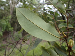 Xylopia odoratissima