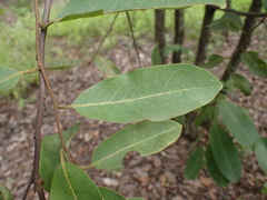 Xylopia odoratissima